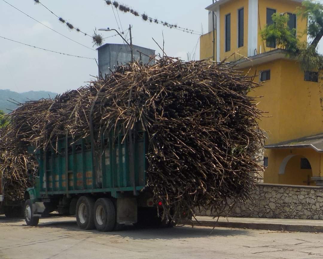 SEQUÍA Y FALTA DE MANO DE OBRA AFECTAN LA ZAFRA 2023-2024