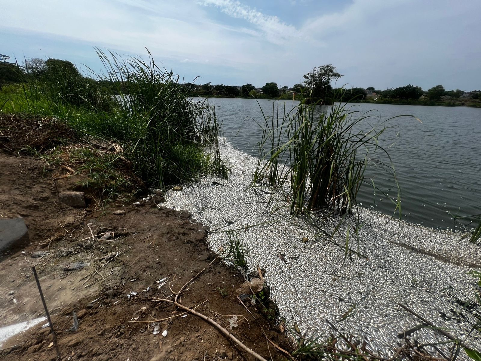 Se registra mortandad de peces en Medellín
