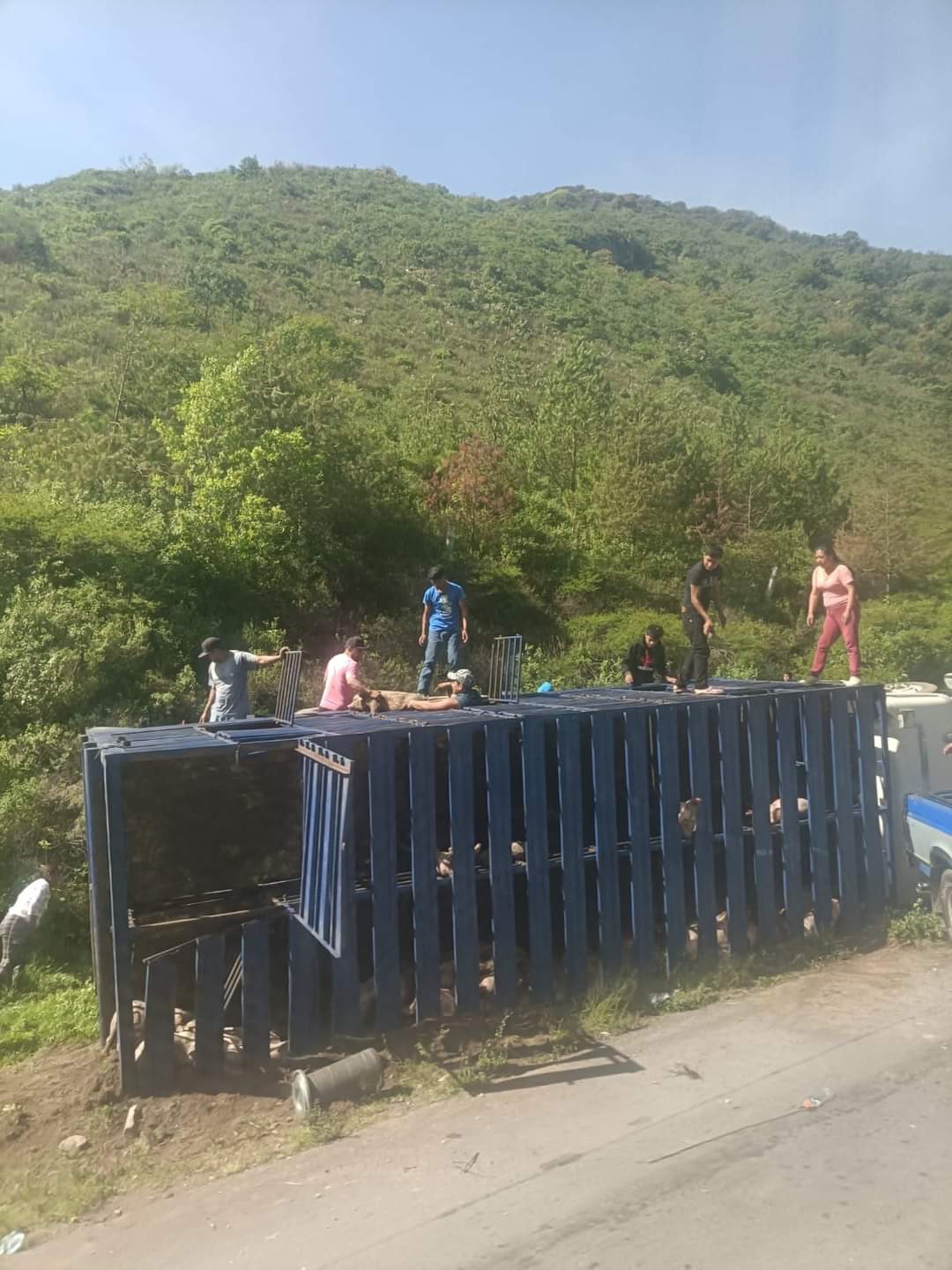 RAPIÑAN CARGA DE MARRANOS; POLICÍAS POR POCO NO LA CUENTAN
