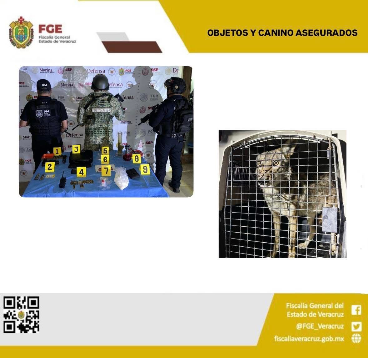 ASEGURAN COYOTE Y ESTUPEFACIENTES EN VILLA VERDE