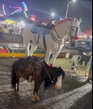 ALCALDE DE AMATLÁN PROMUEVE MALTRATO ANIMAL