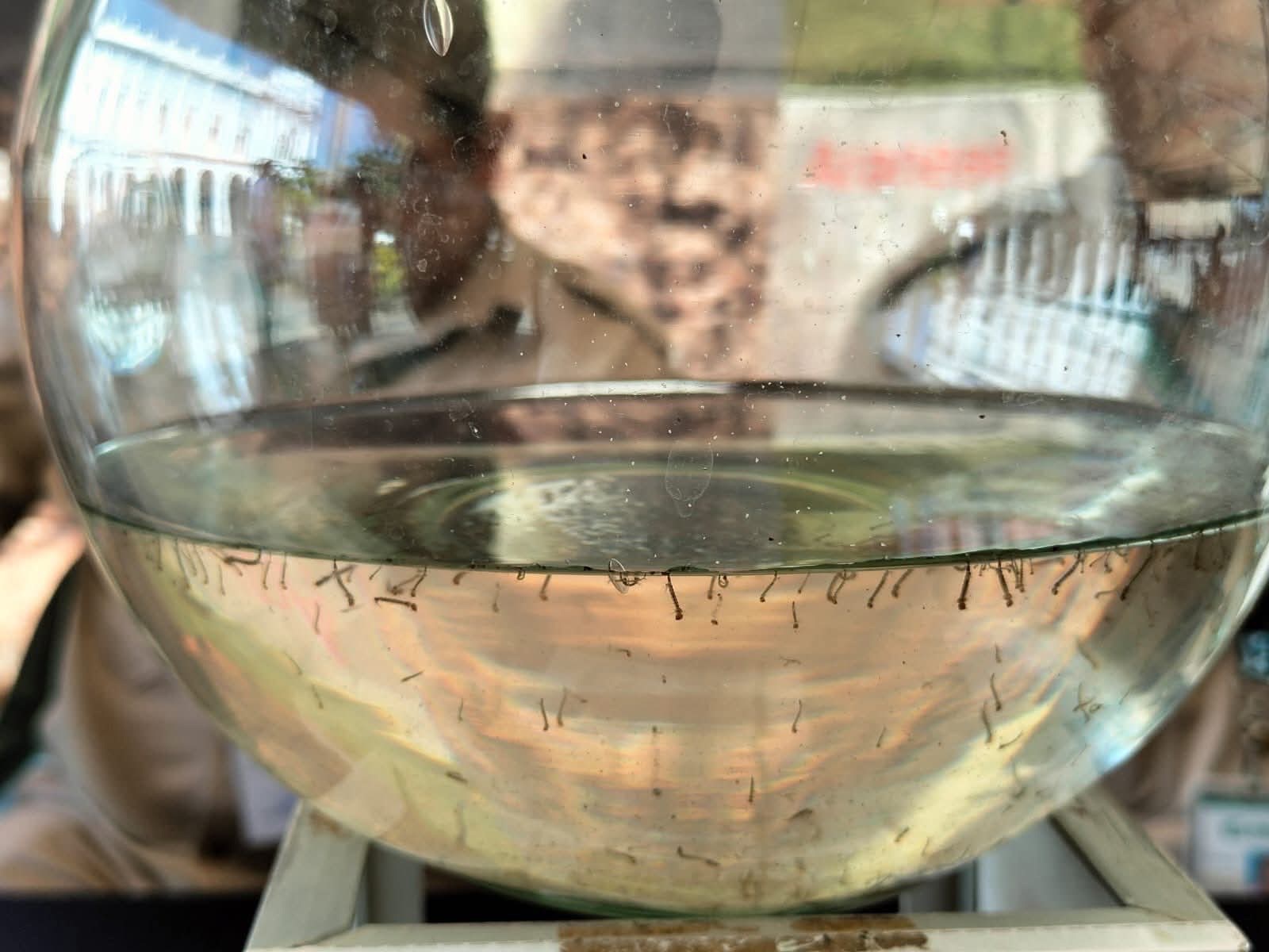 ENCABEZA AMATLÁN LISTA DE MUNICIPIOS CON MÁS CASOS DE DENGUE