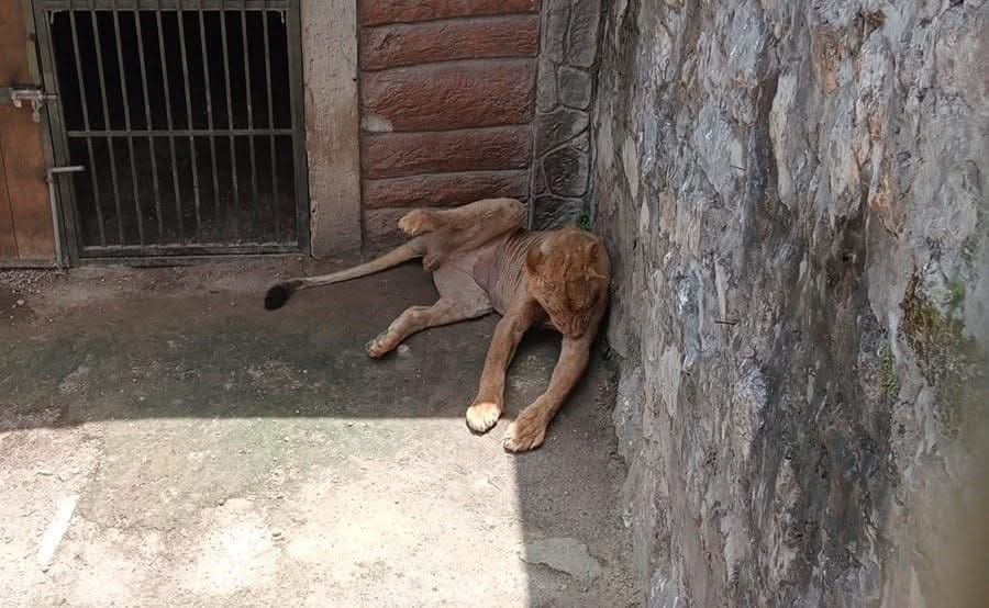 MUERE «JUVENIL» CACHORRO DE LEON EN EL PASEO ORIZABA