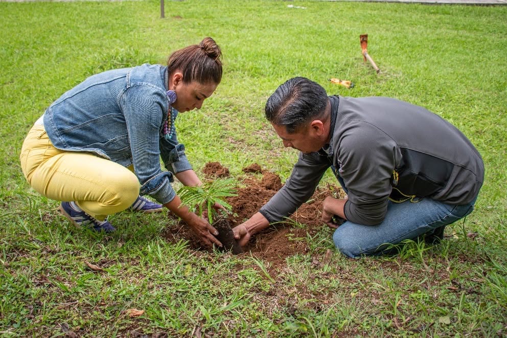 MÁS DE MIL 400 ÁRBOLES SEMBRADOS EN JORNADA DE REFORESTACIÓN EN IXHUATLÁN DEL CAFÉ