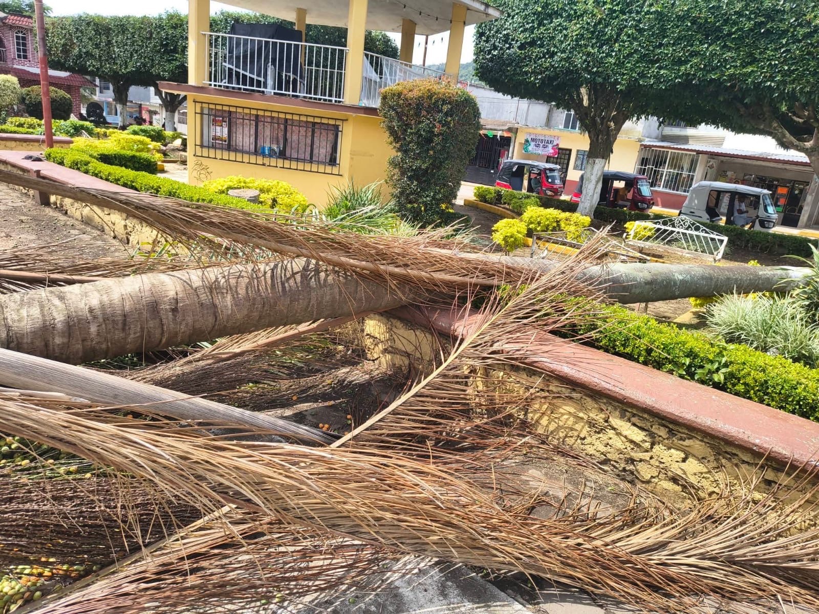DENUNCIAN A ALCALDE DE ECOCIDIO